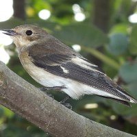 Pied Flycatcher